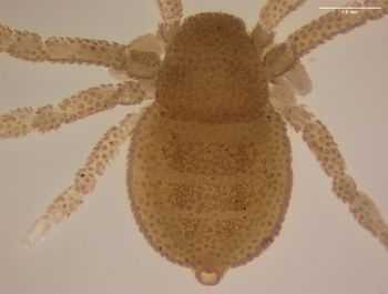 Media type: image; Invertebrate Zoology 151338   Description: preserved specimen;